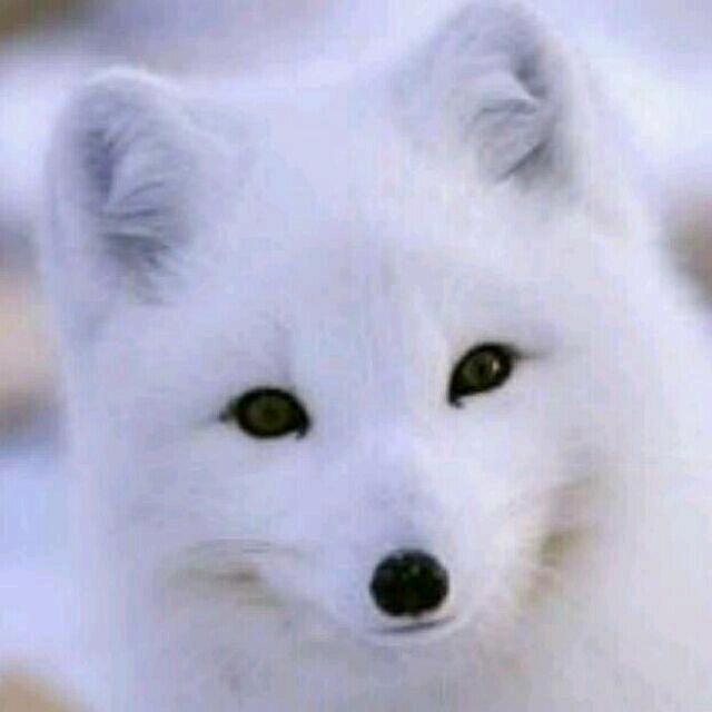 三毛