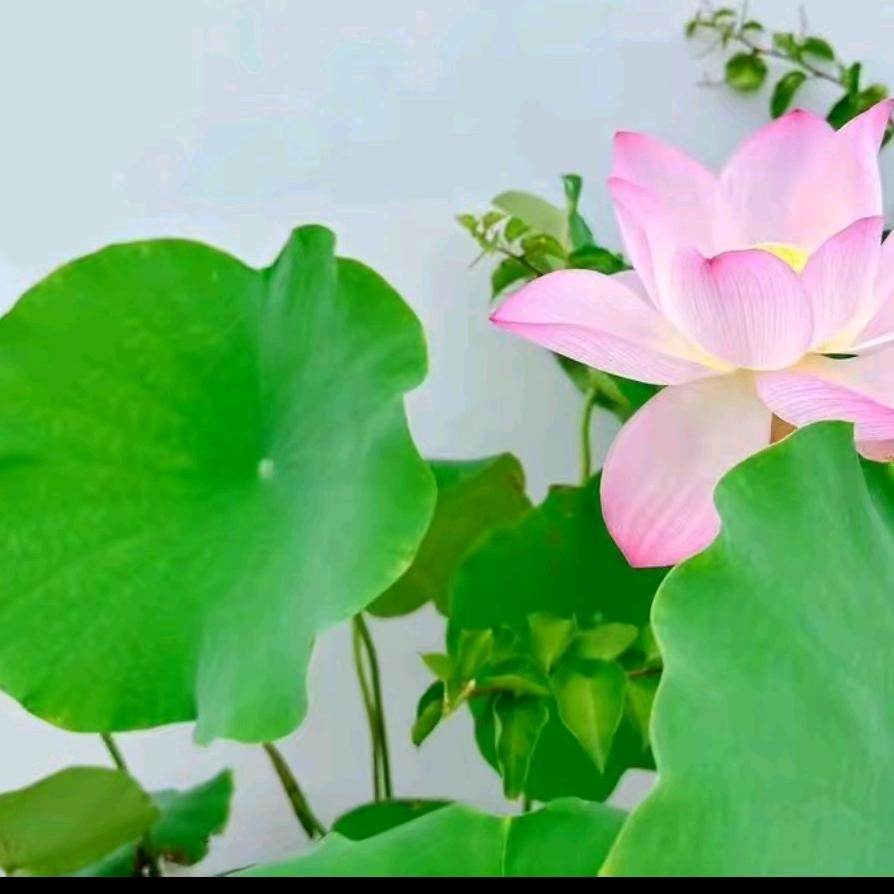丽丽优选