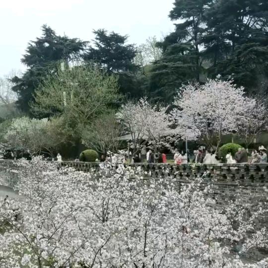 梅好