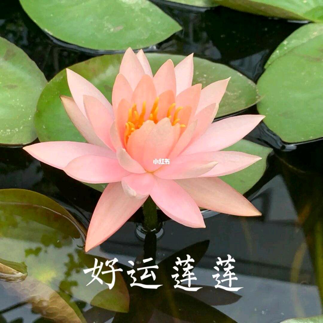 周三