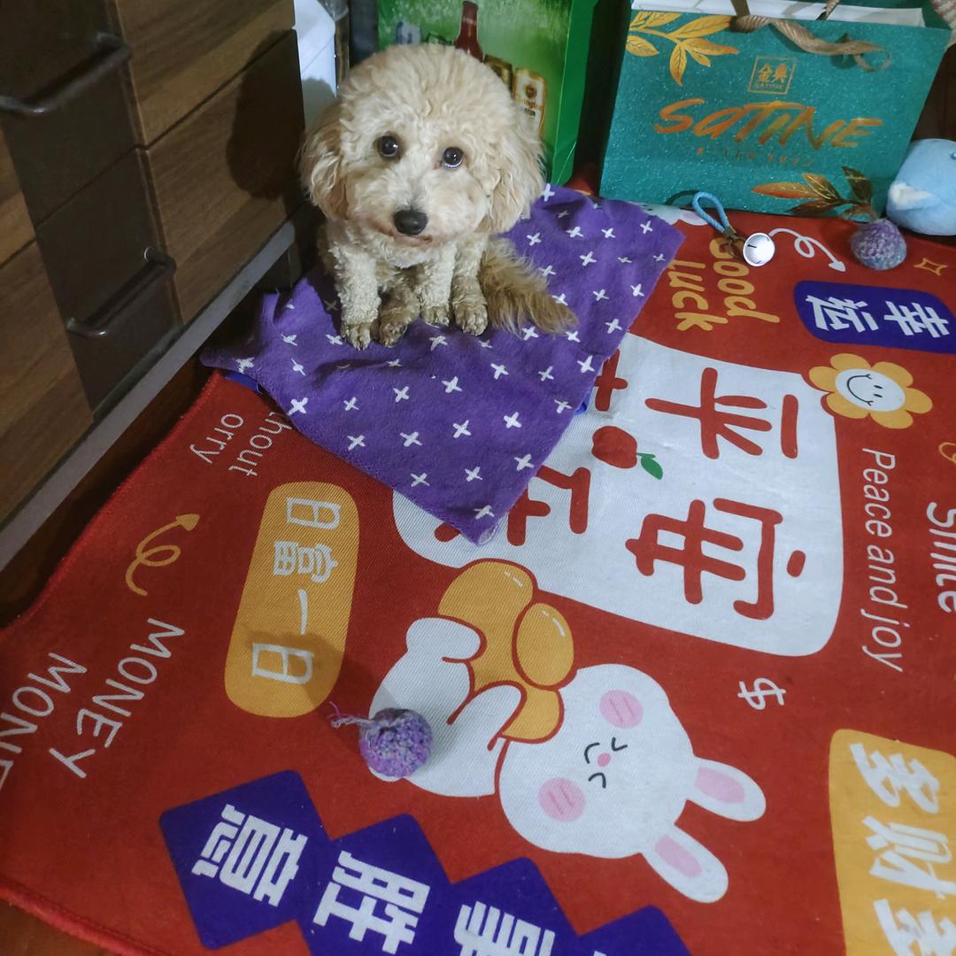 蓝树叶