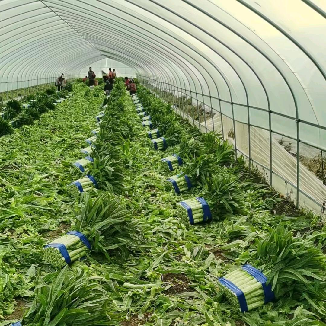 会会专业捆生菜