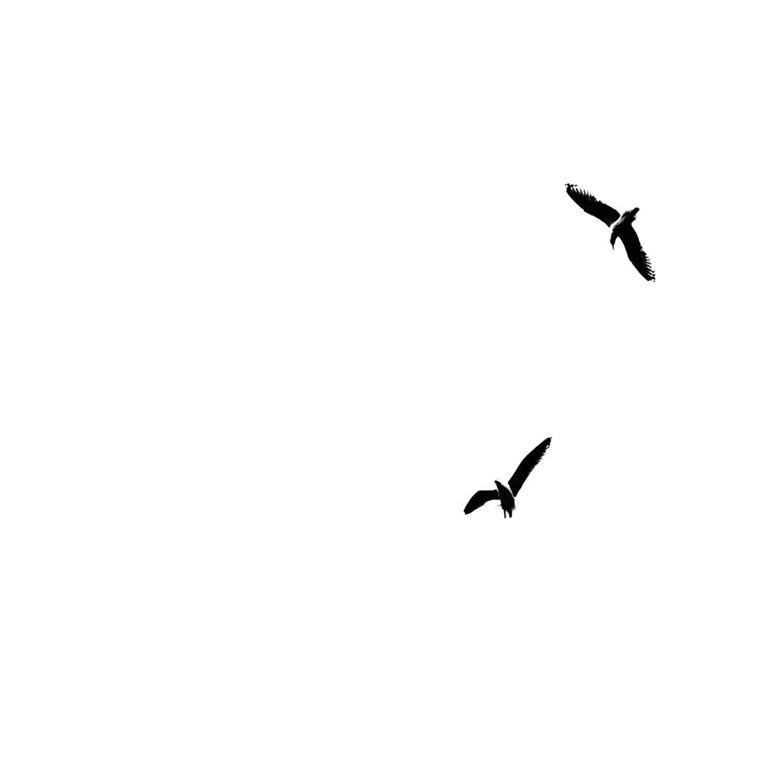 初冬不识雪❄️