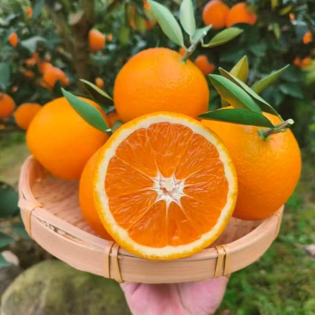 小蒋柑橘园🍊