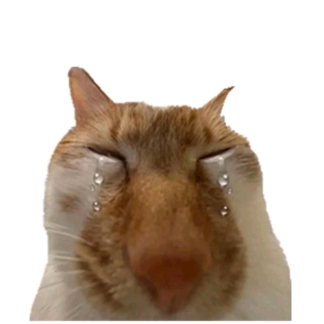 乖猫meme剧场