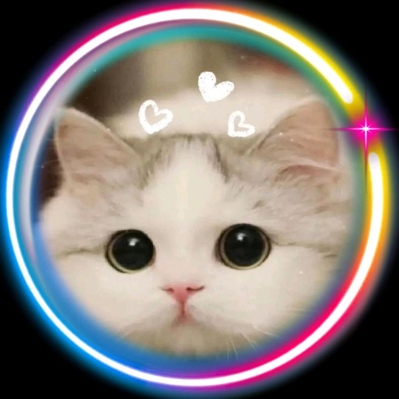 小猫咪🐱