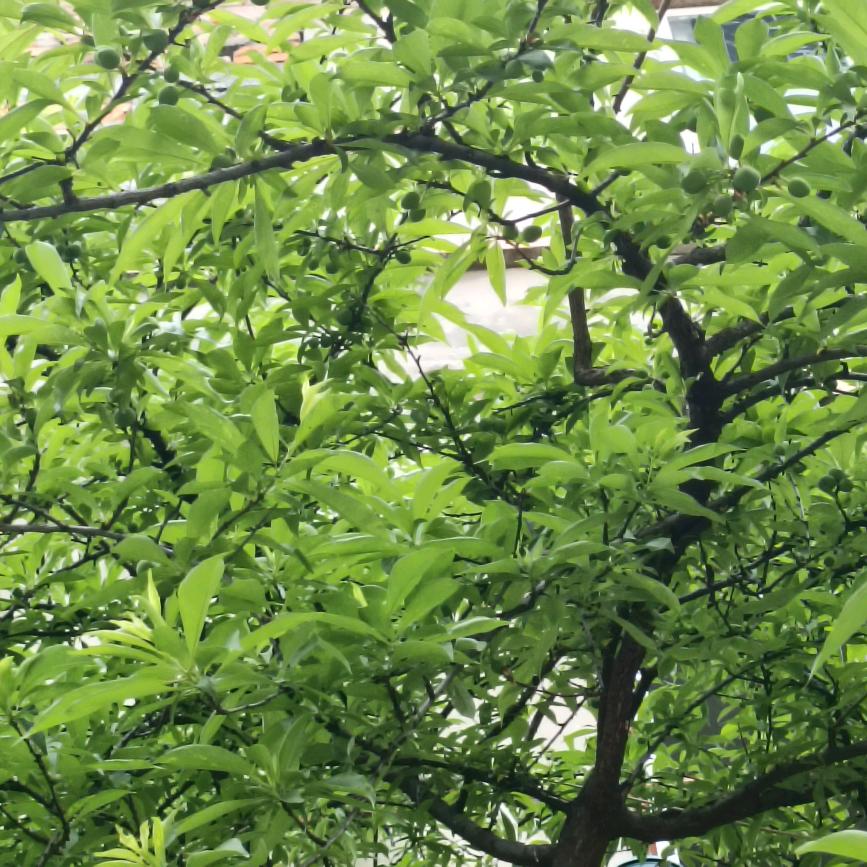 秋天的风