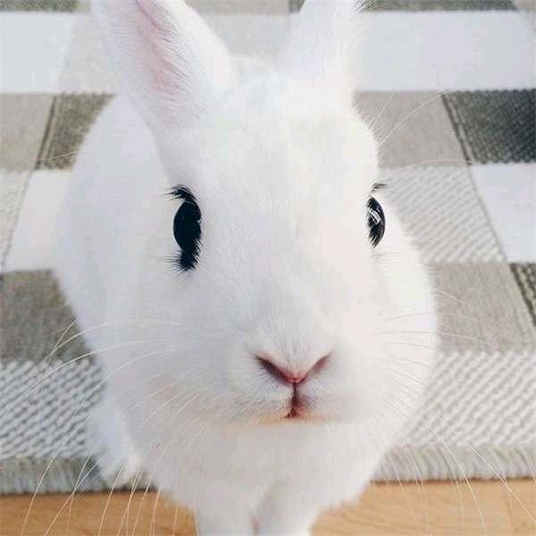 豆豆☆