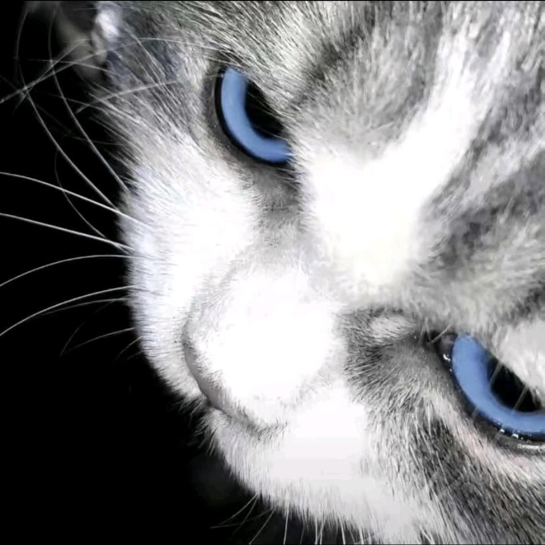 小猪针灸