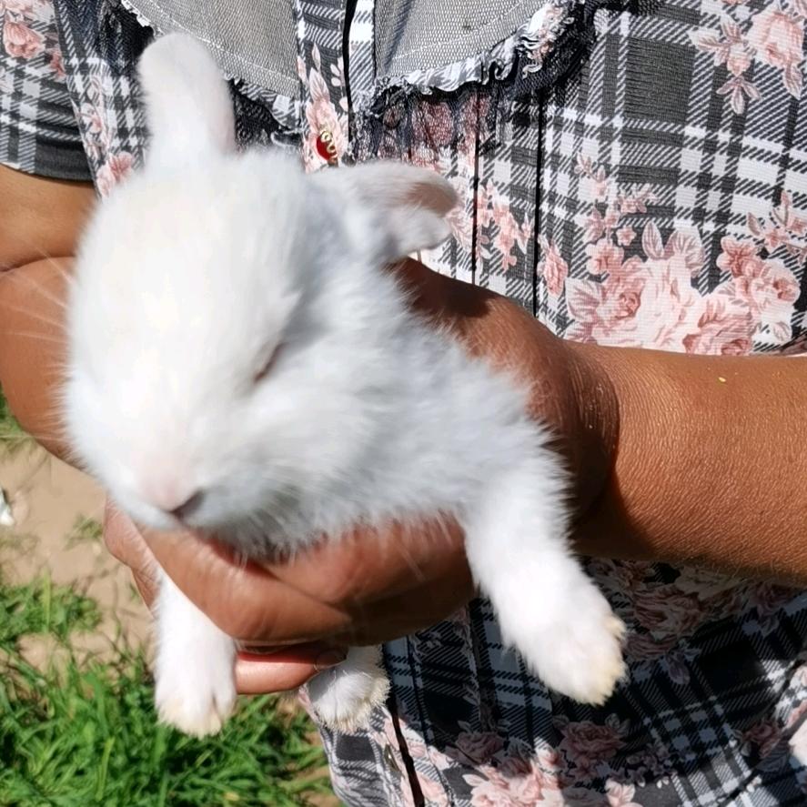 梁（小饭桌直播））