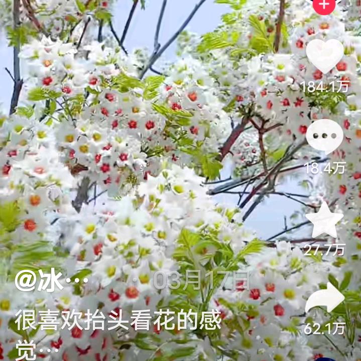 莹子