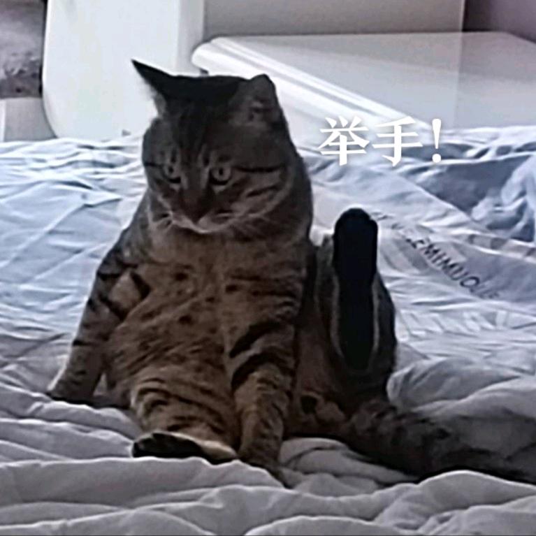 尼古拉斯凯琦