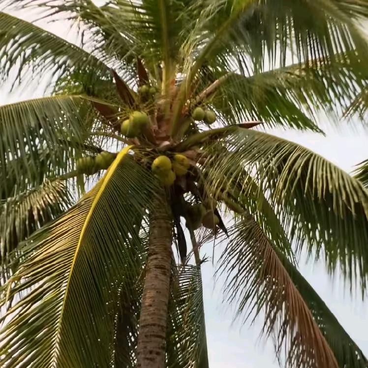 🌿江东(♡⌂♡)过客🍀🍀🍀