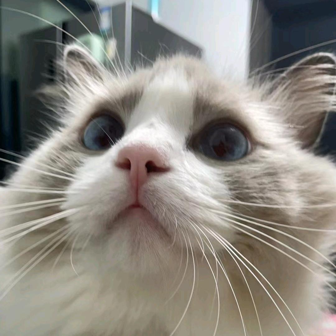 •小貓喵•