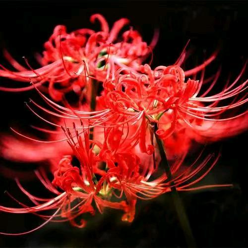 彼岸花～开～彼岸