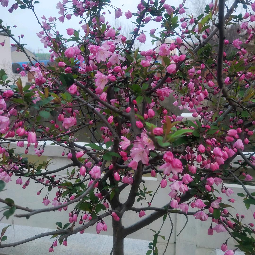 腊梅