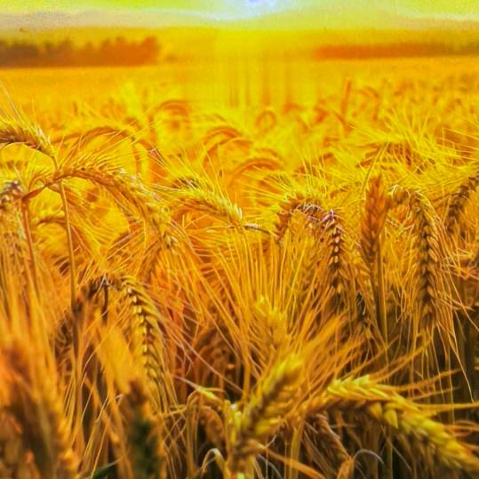 微笑a齐姐(里脊肉饼)