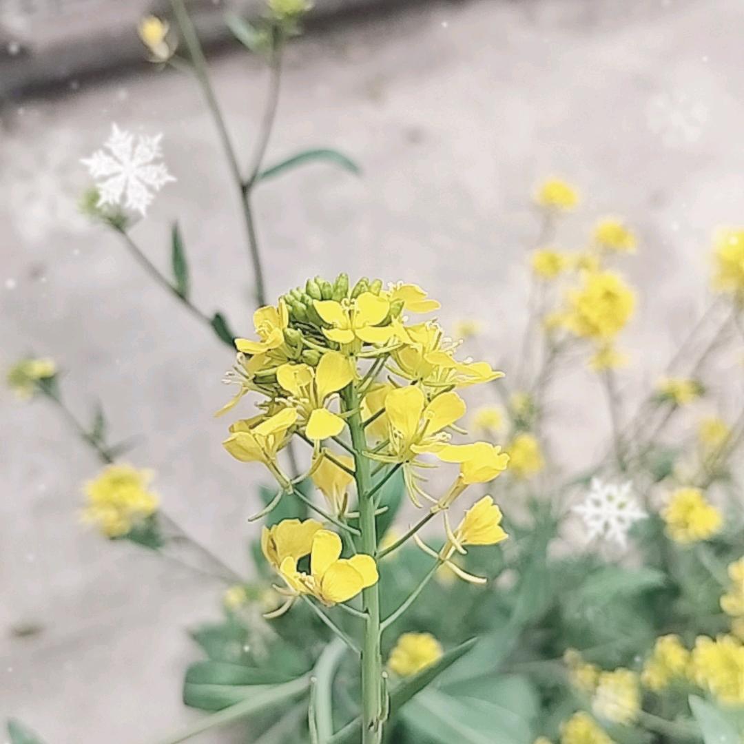 ABC海鲜花