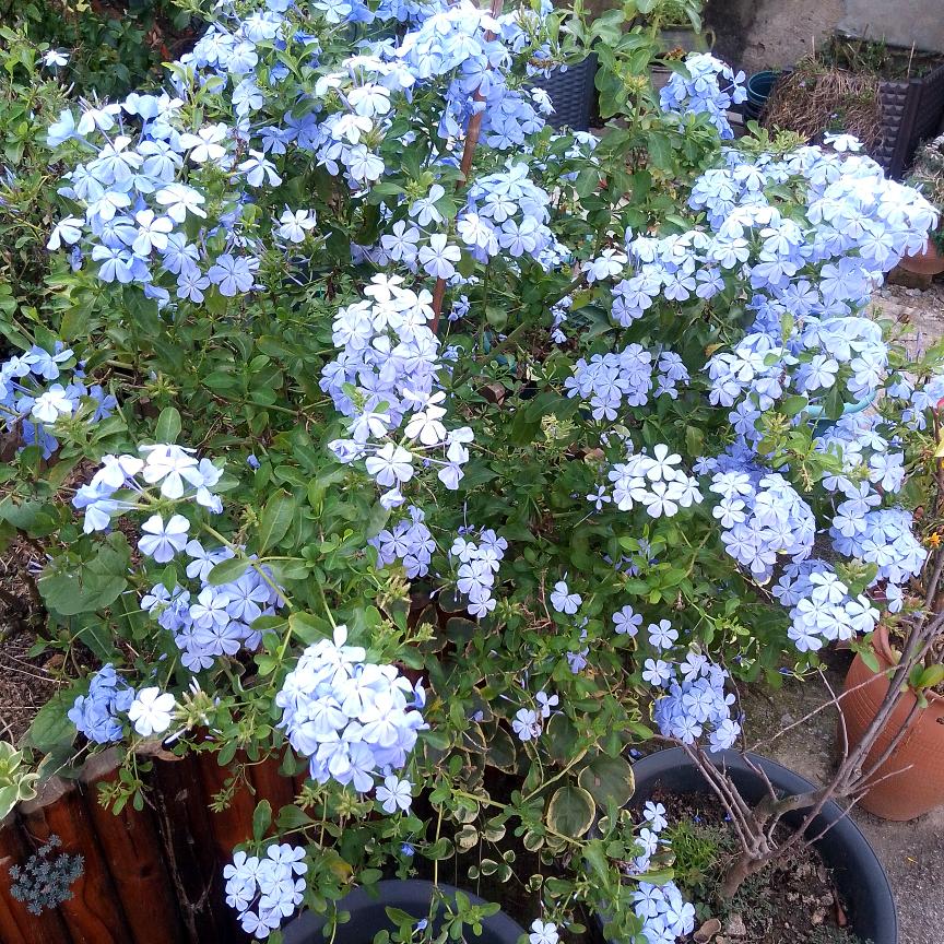 茉莉花