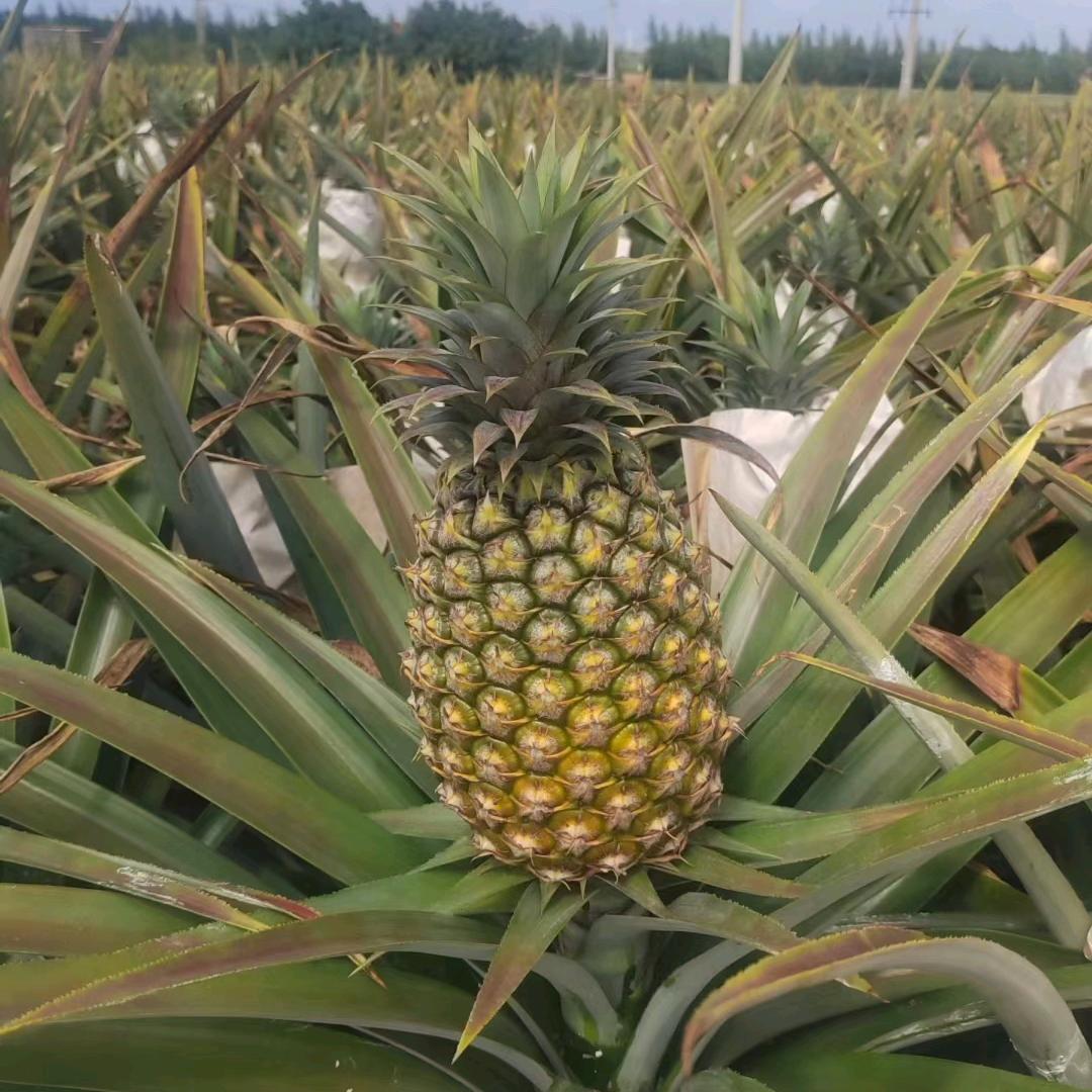 林动