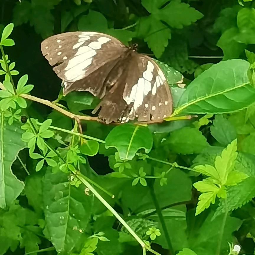 鱼鱼(助力号早上9：10)