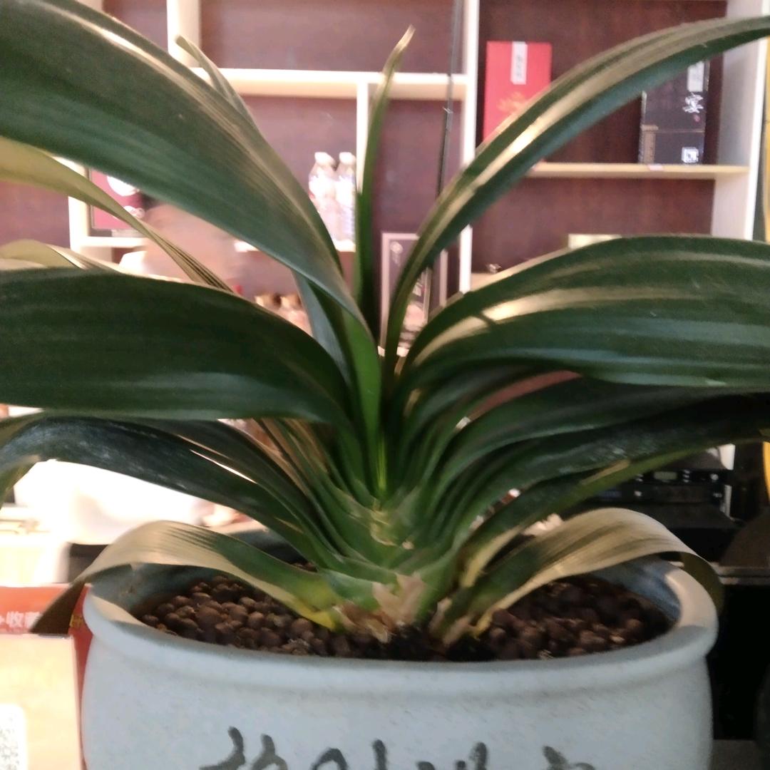 独立