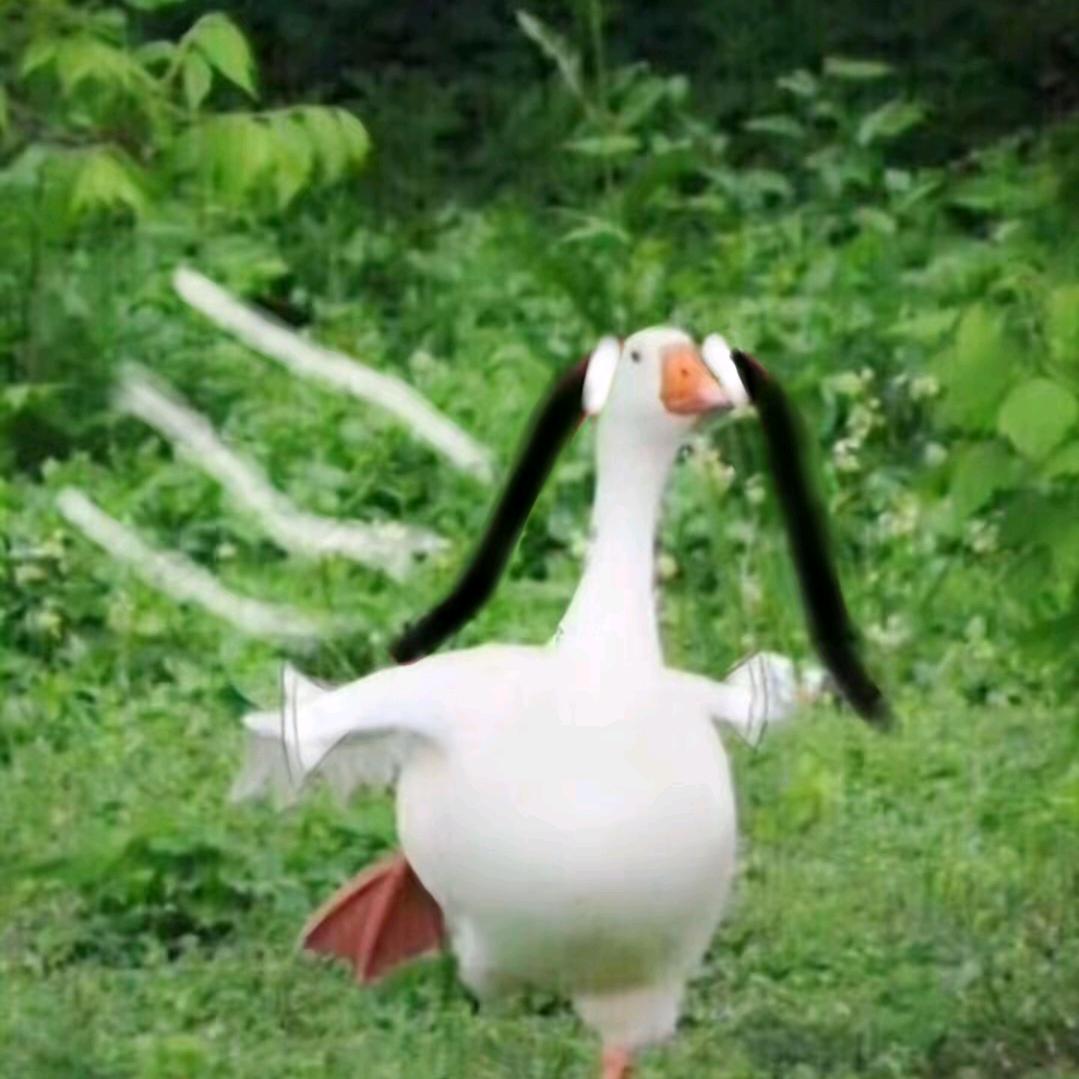 天鹅老公