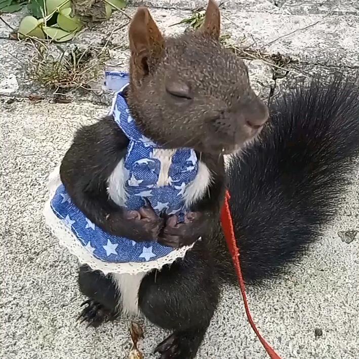 松鼠🐿️小满