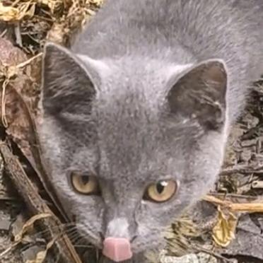 蓝猫嘟嘟