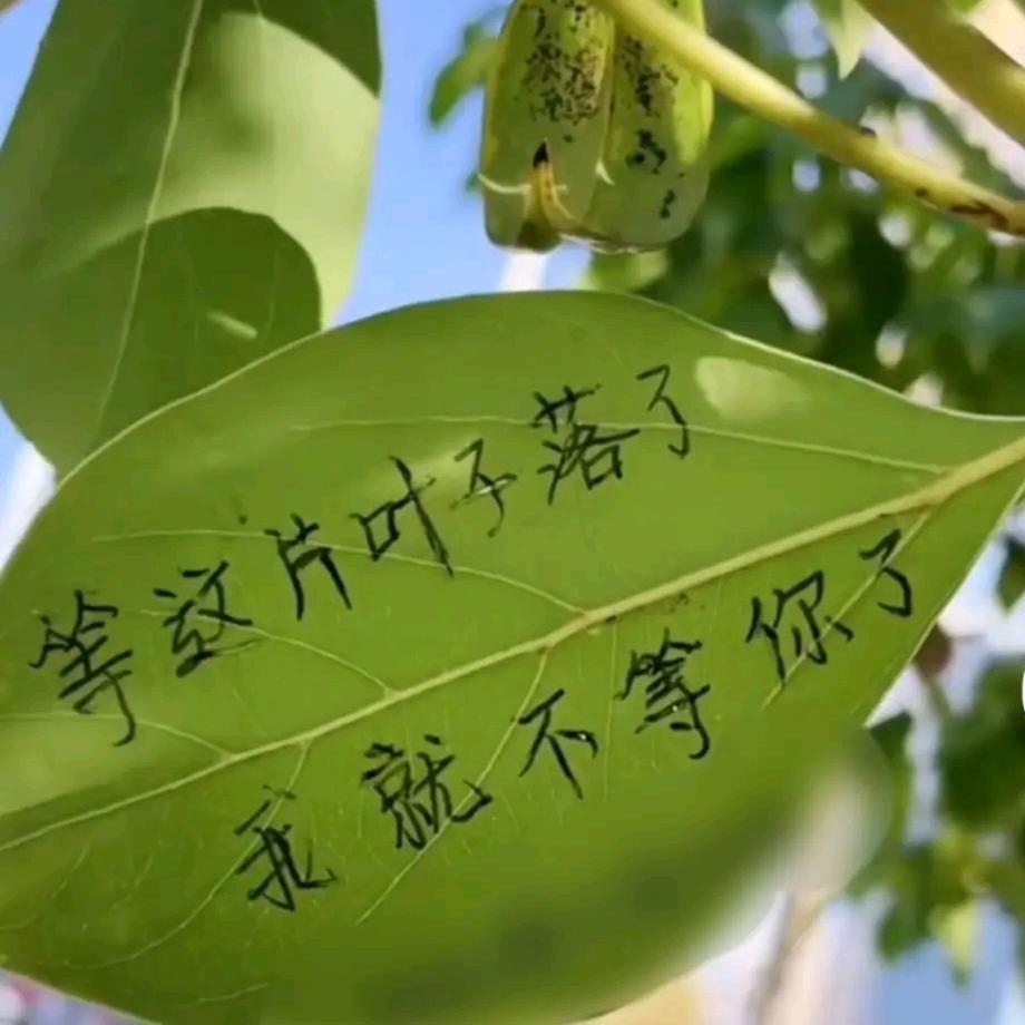 老表爱旅游
