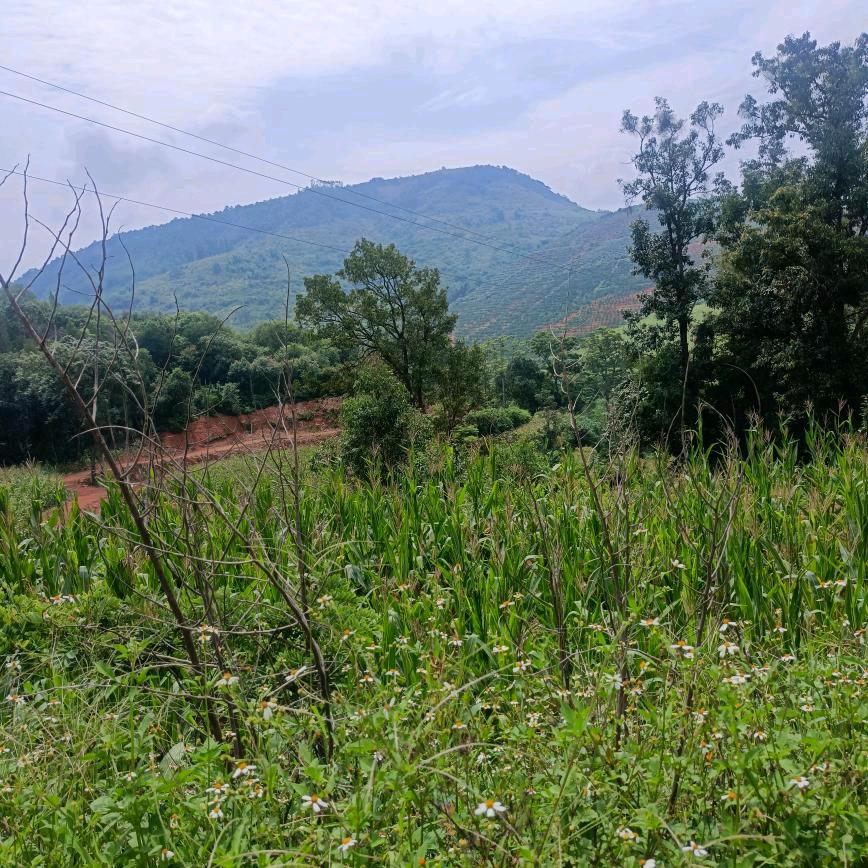 市市如意🍊🍊