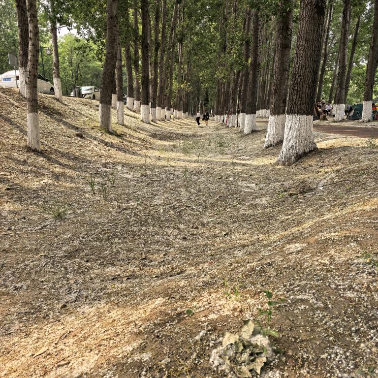 阿迪亲爹药指导