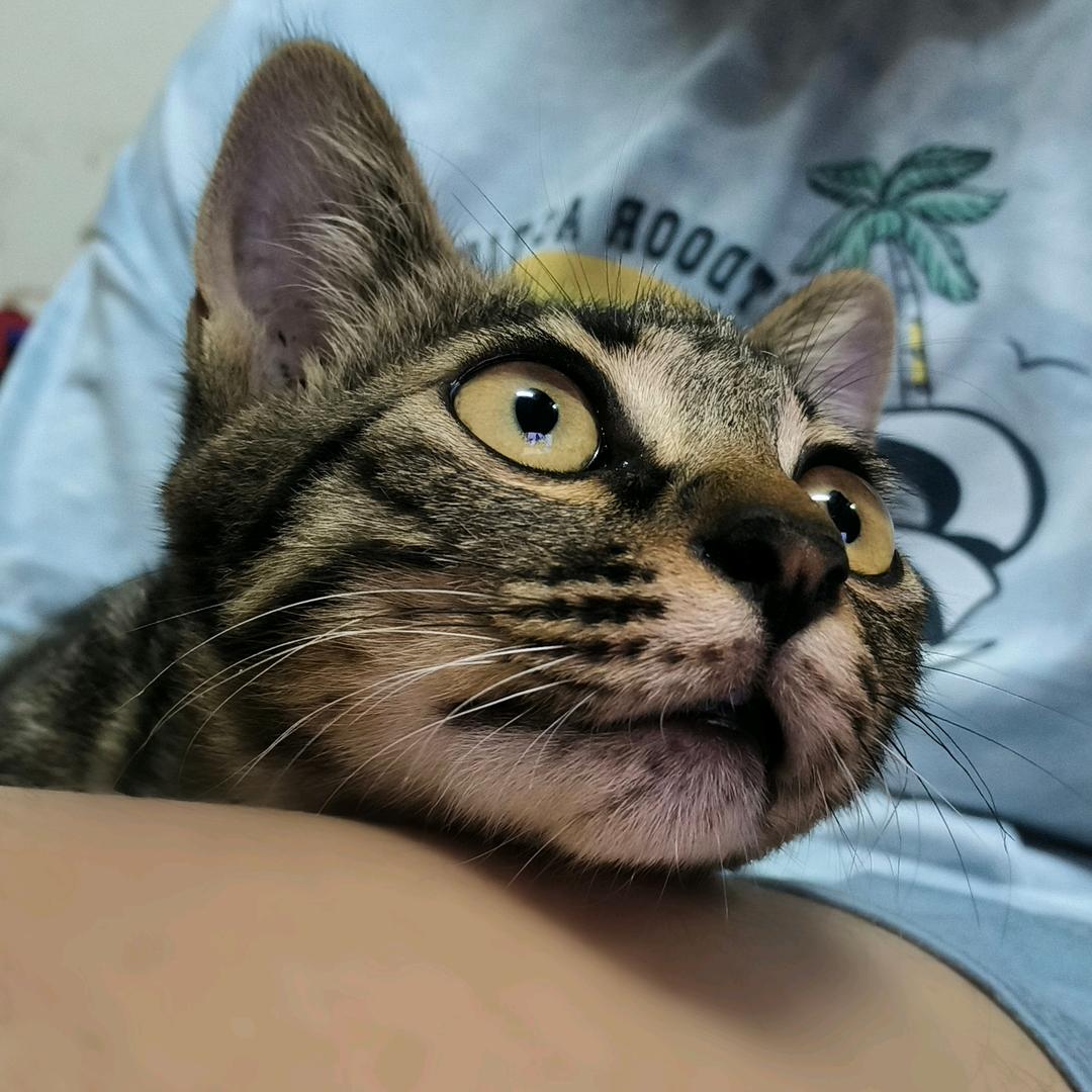 EvfrosiniaTC(喜得本名)