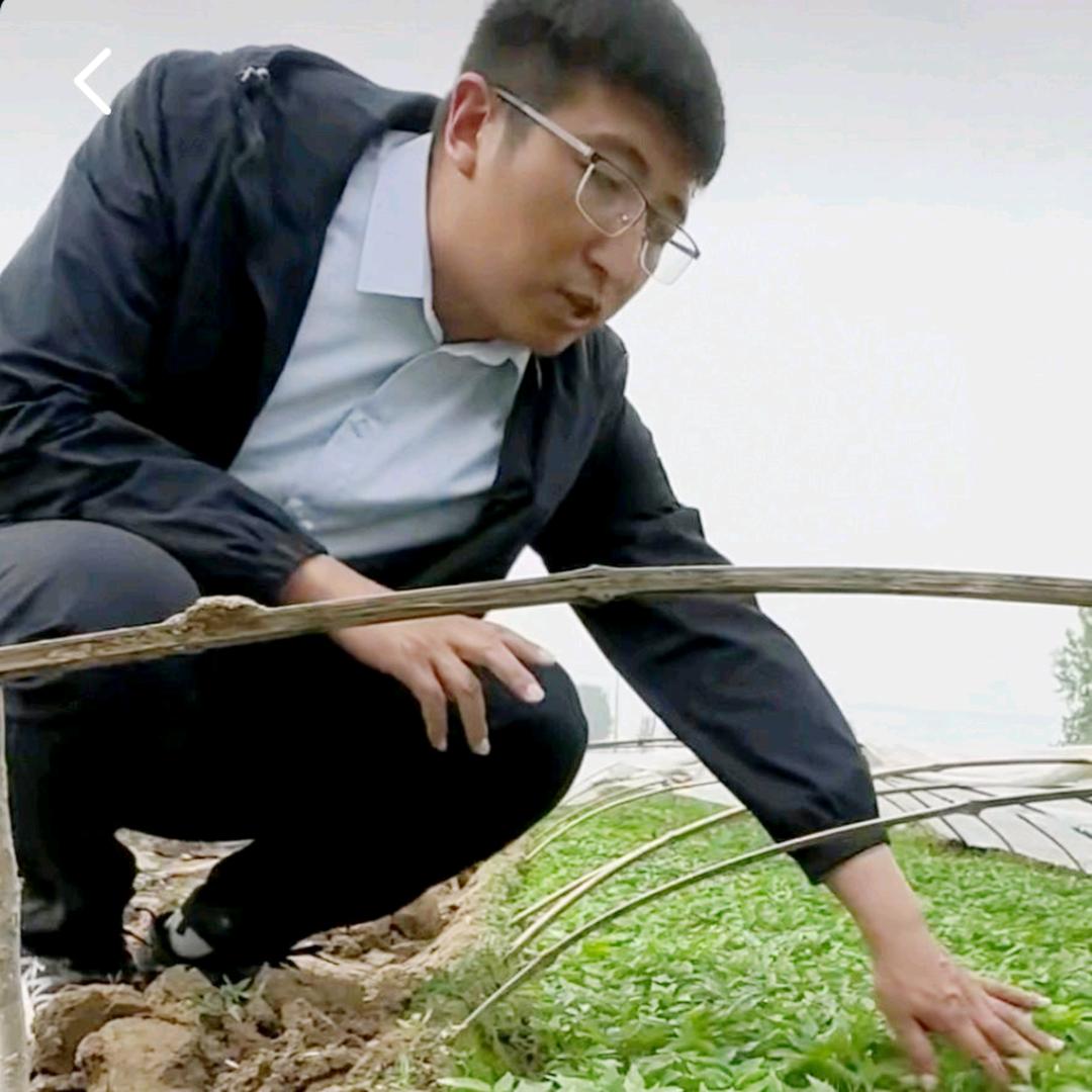 河南红绿辣椒种业-刘辉