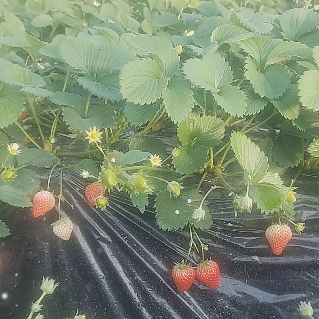 杏花草莓采摘园