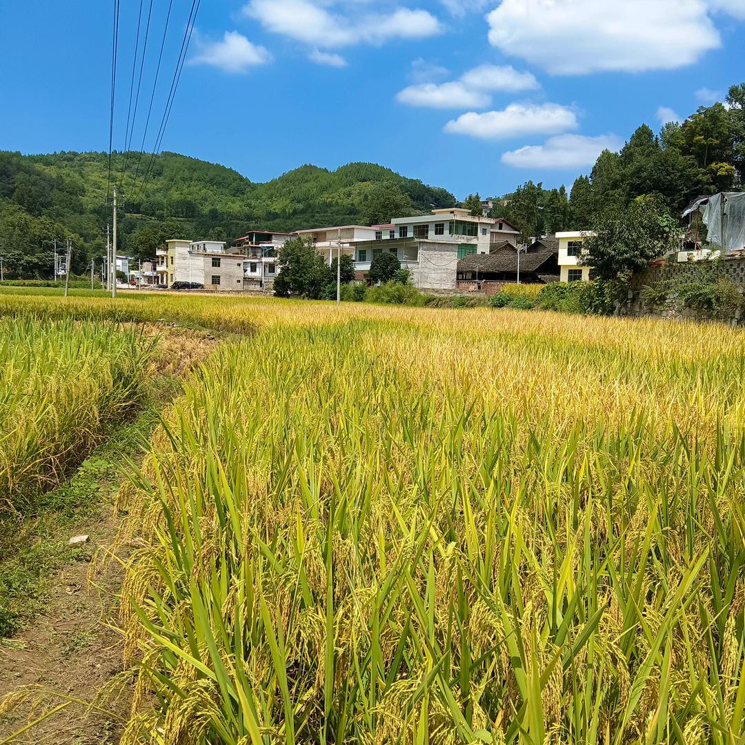 用户平平淡淡
