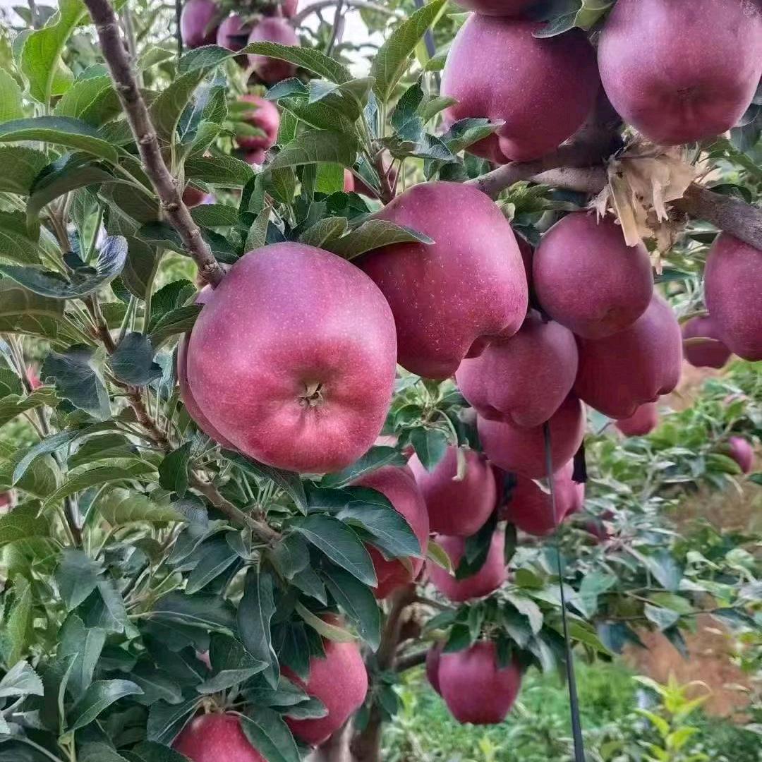 愿望