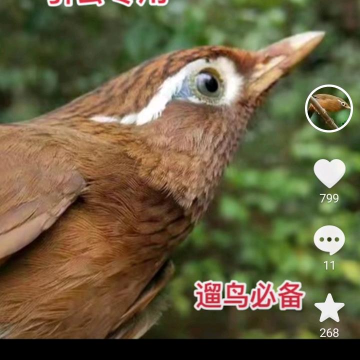 小龙