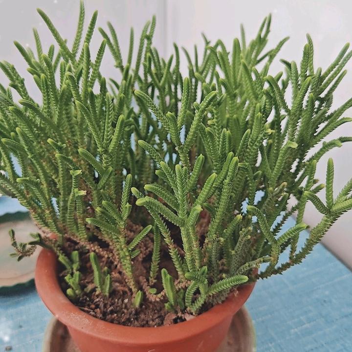 顺从天意