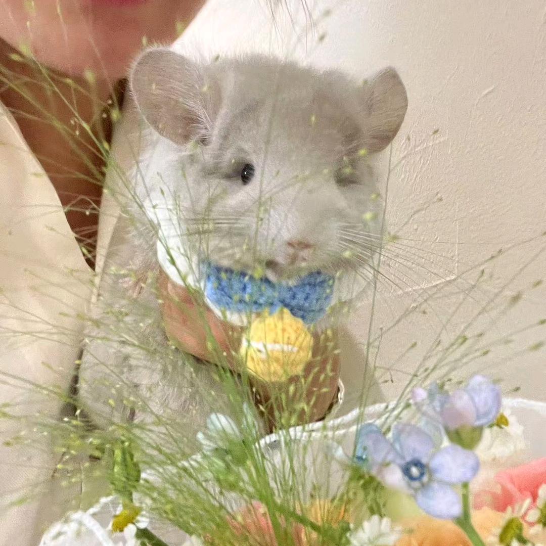 莹莹龙猫馆