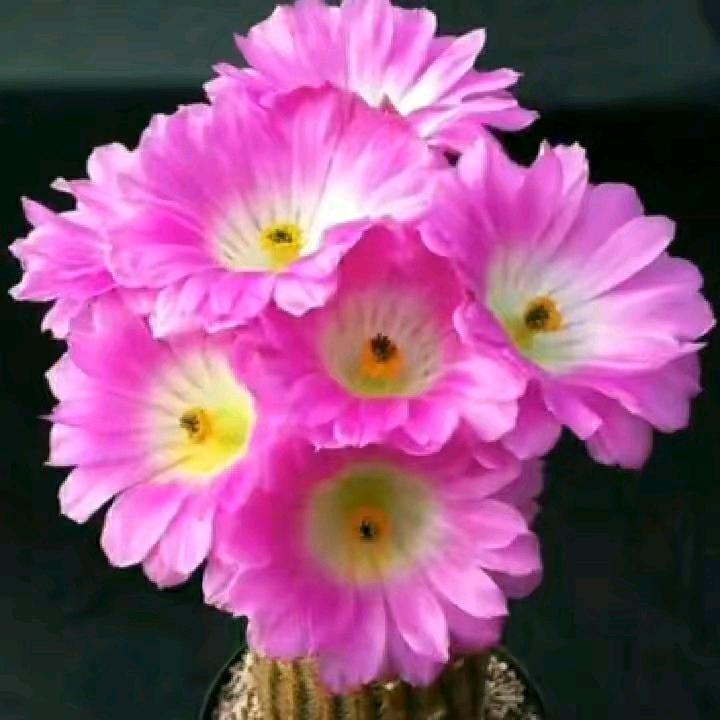 幸福安康🌷