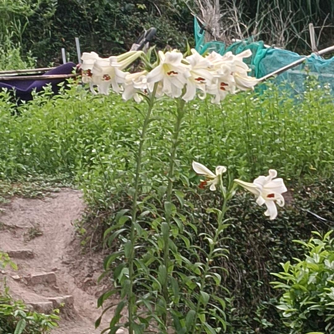 爱美丽爱