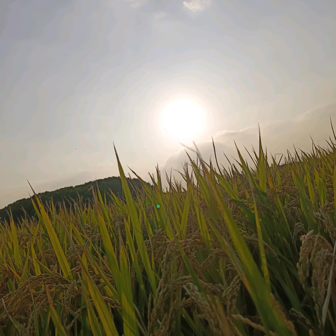 弹尤克里里没有谱