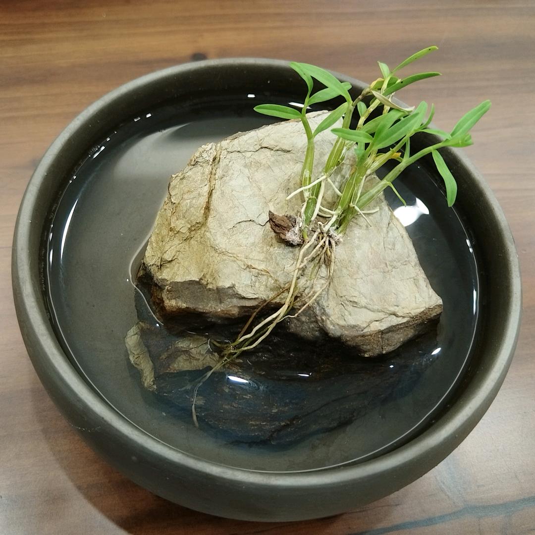 豆芽🌱
