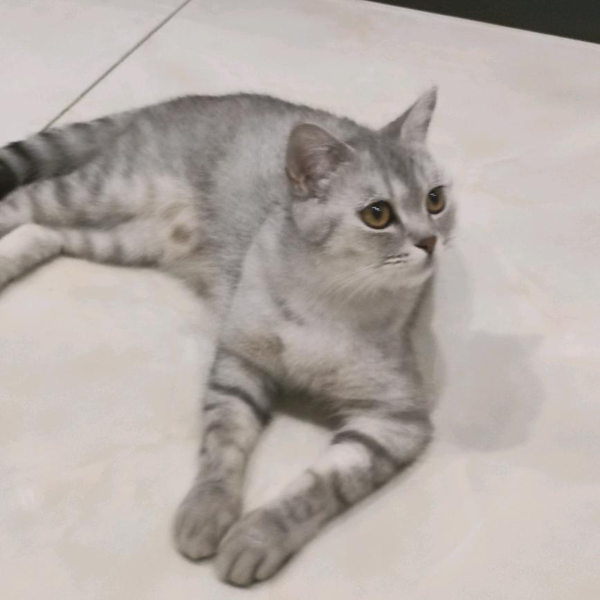 简。。。