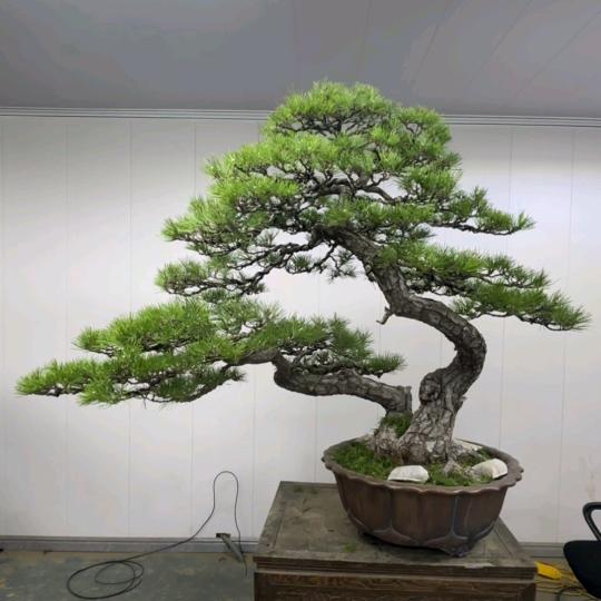 江苏花木盆景