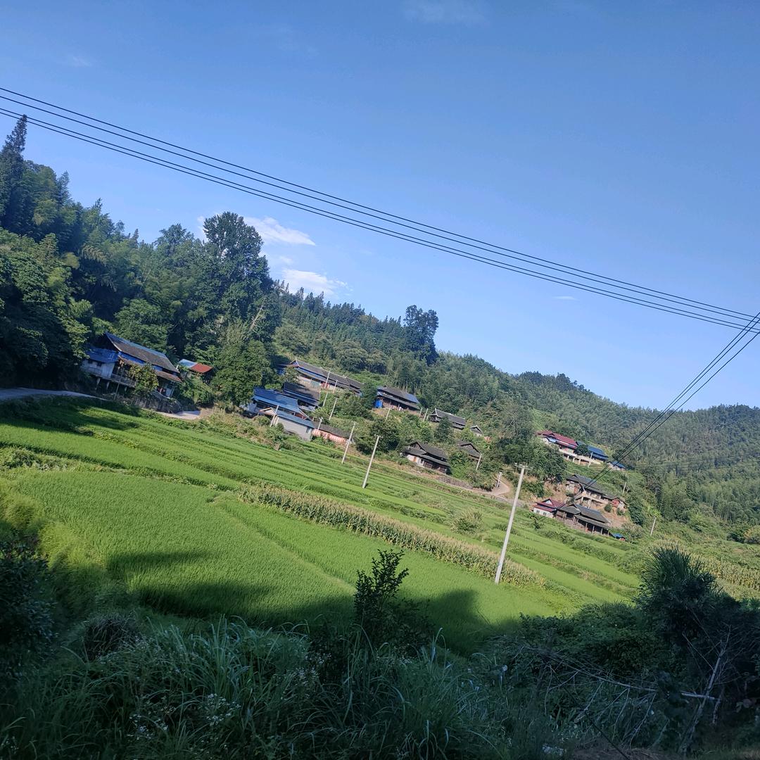 金龙魚