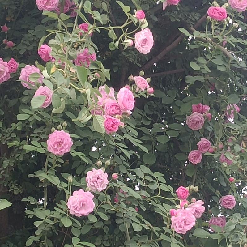 🎀半夏时光🍀