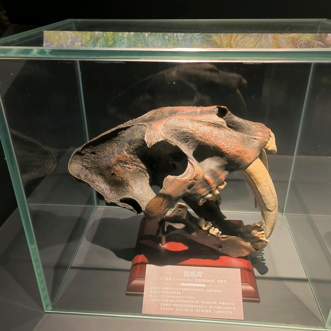 牛、羊、猪鲜肉供应链