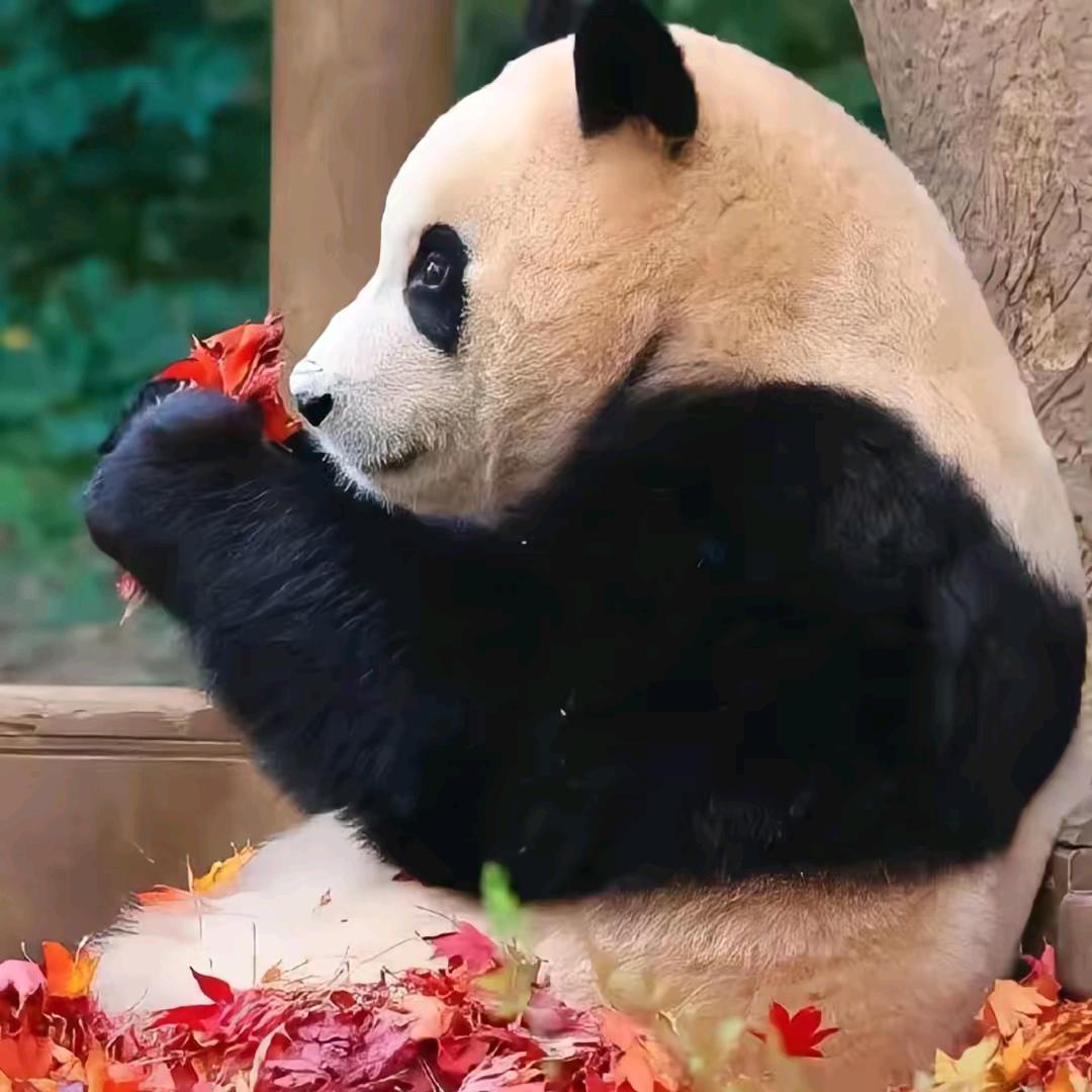 一 梦